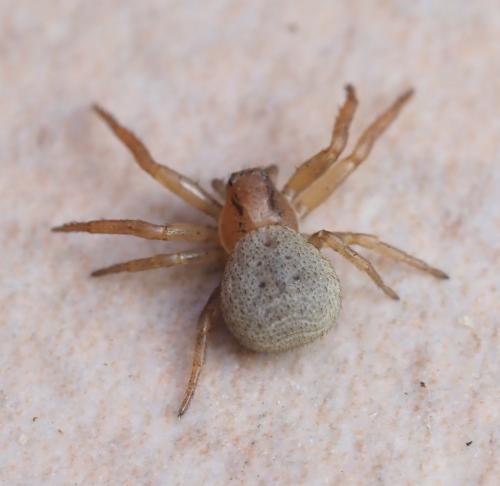Ozyptila simplex